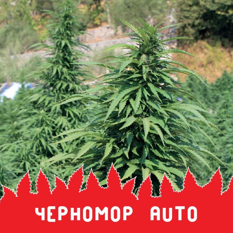 Черномор auto