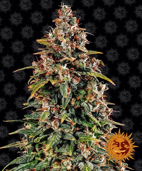 Watermelon Zkittlez Auto autofem