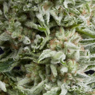 Auto Amnesia Gold autofem
