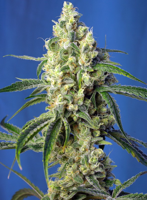 Green Poison CBD fem