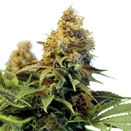 Snoop Dog OG fem