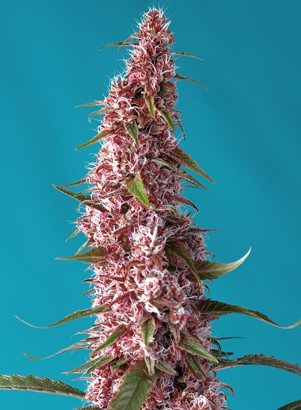 Red Pure Auto CBD autofem