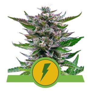 North Thunderfuck Automatic autofem
