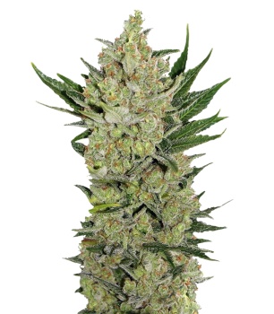 Blueberry Cheese Auto (Blue Cheese Auto) autofem
