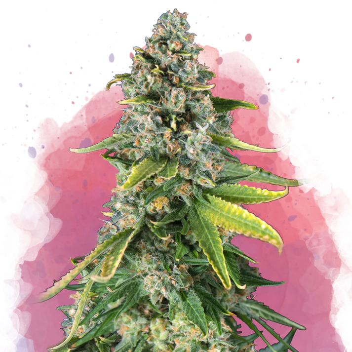 Skunk #1 Automatic autofem