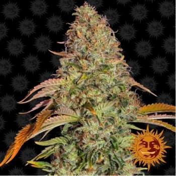 Zkittlez OG Auto autofem