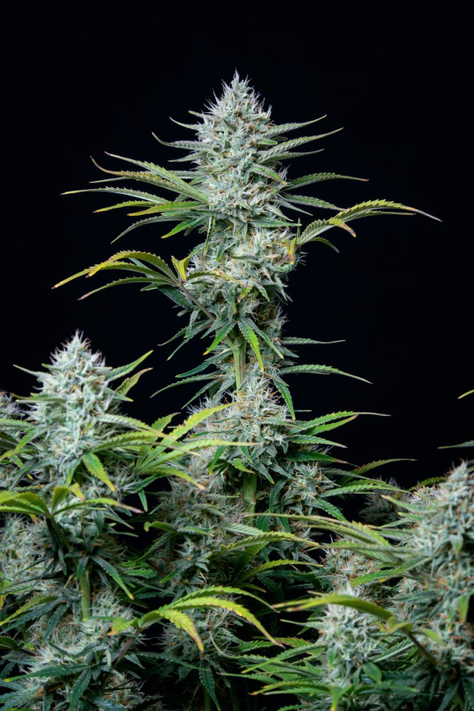 Original Auto White Widow autofem