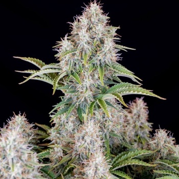 Original Auto Cinderella autofem