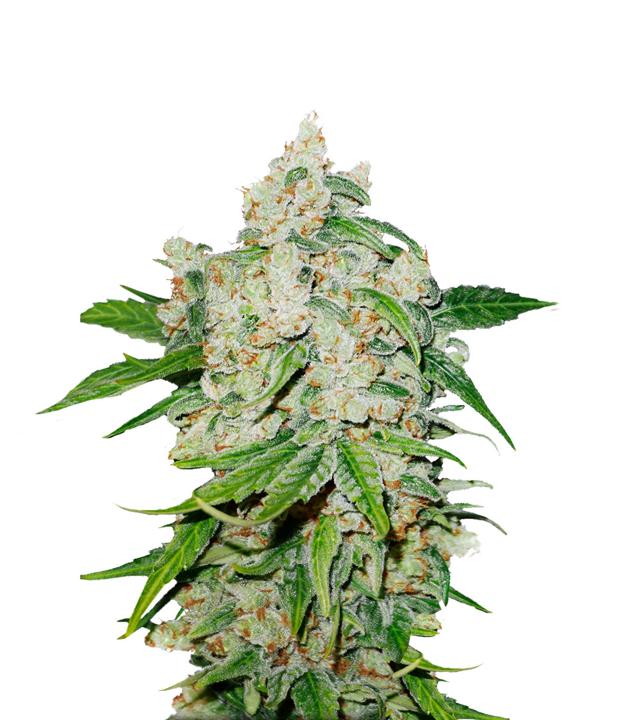 Sherbet fem