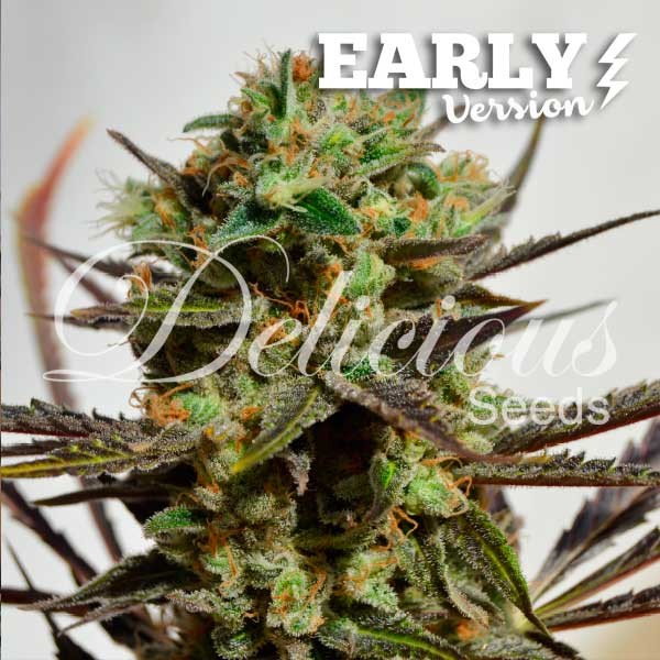 Delicius Candy Early Version
