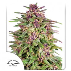 Frisian Dew fem