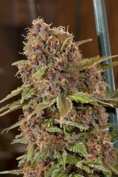 Grapefruit auto