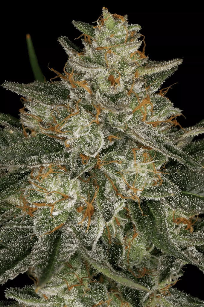Dutch Kush fem