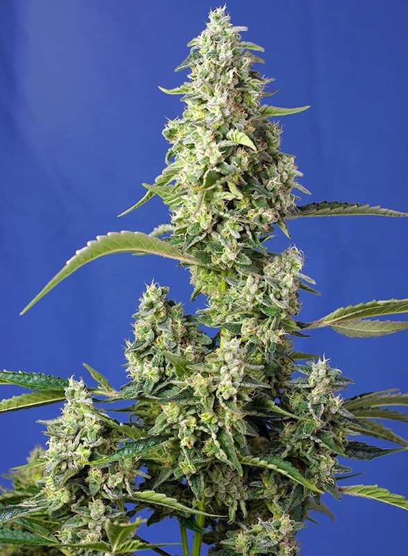 Gorilla Girl XL Auto autofem