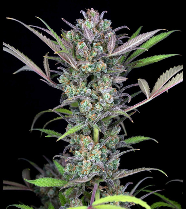Gorilla Auto