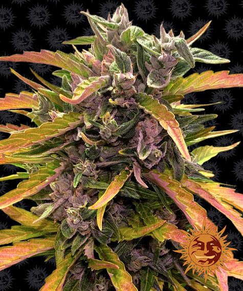 Gorilla Glue Auto autofem
