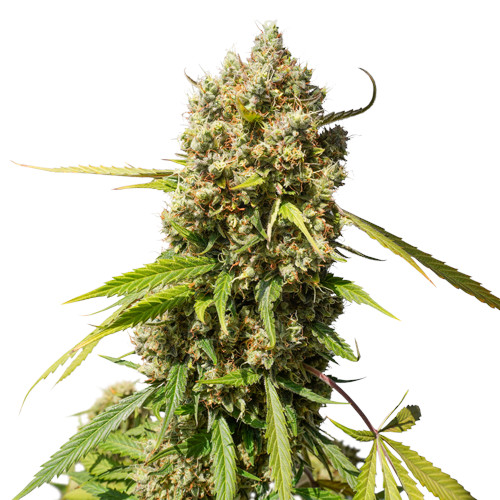 Auto Elephant autofem
