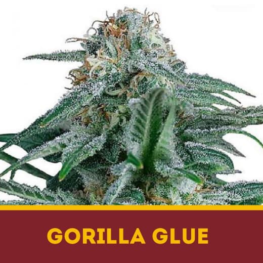 Gorilla Glue # 4  fem