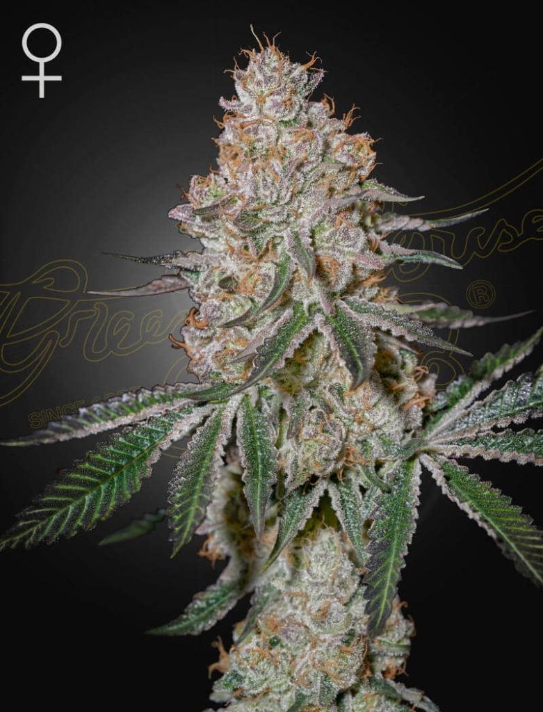 Highcloudz (Feminised) fem