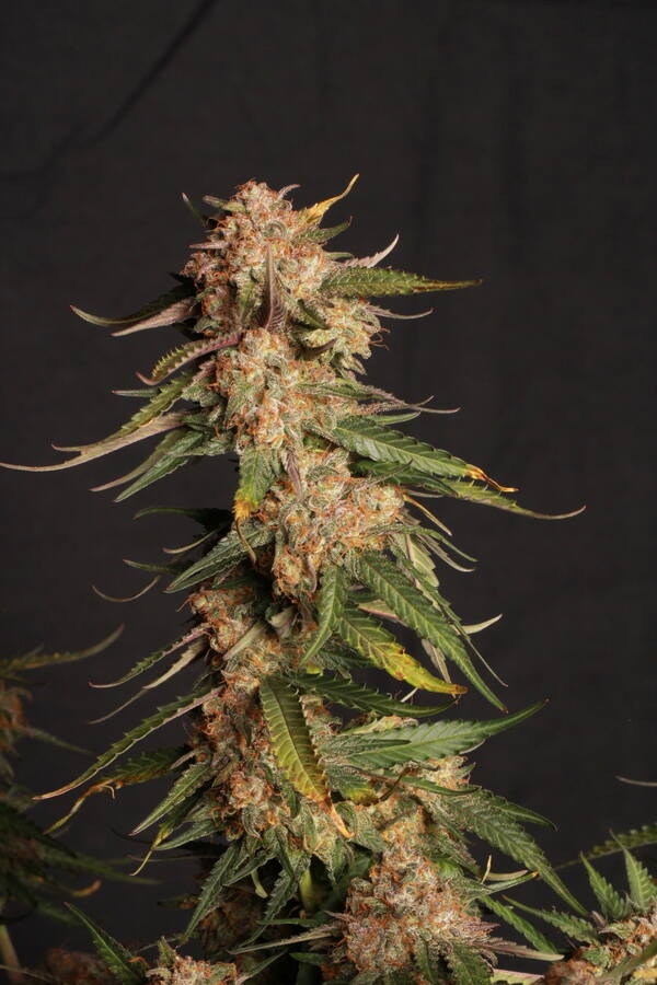 Blue Moby fem