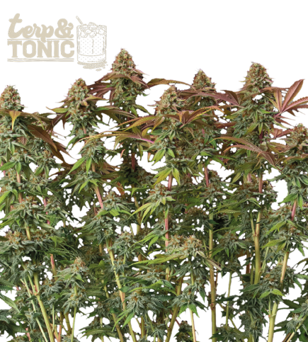 Terp & Tonic Auto  autofem