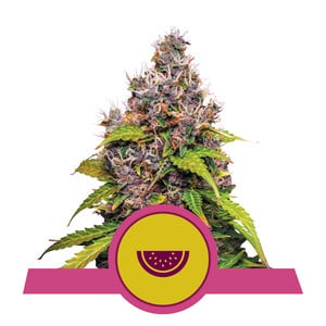 Watermelon fem