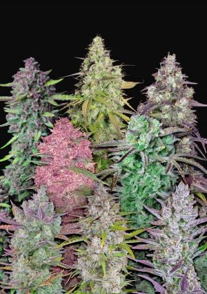 Mix Pack Auto autofem