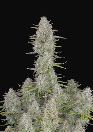 Wedding Cheesecake Auto autofem