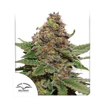 SnowBud fem