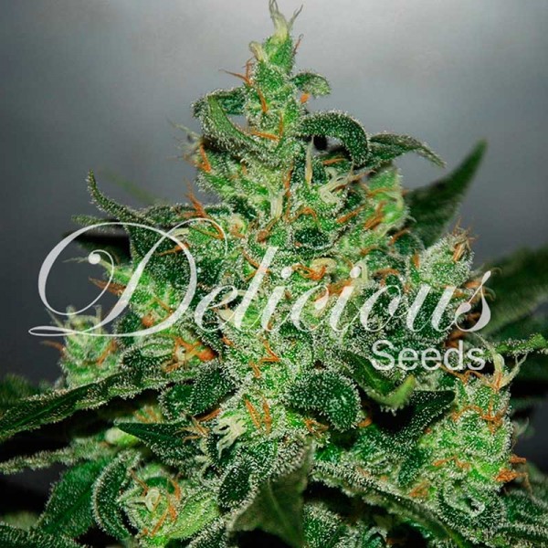 Auto Critical X Jack Herer