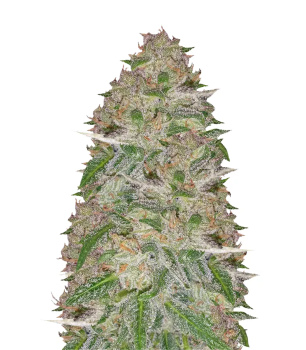 Doctor's Choice #1 autofem