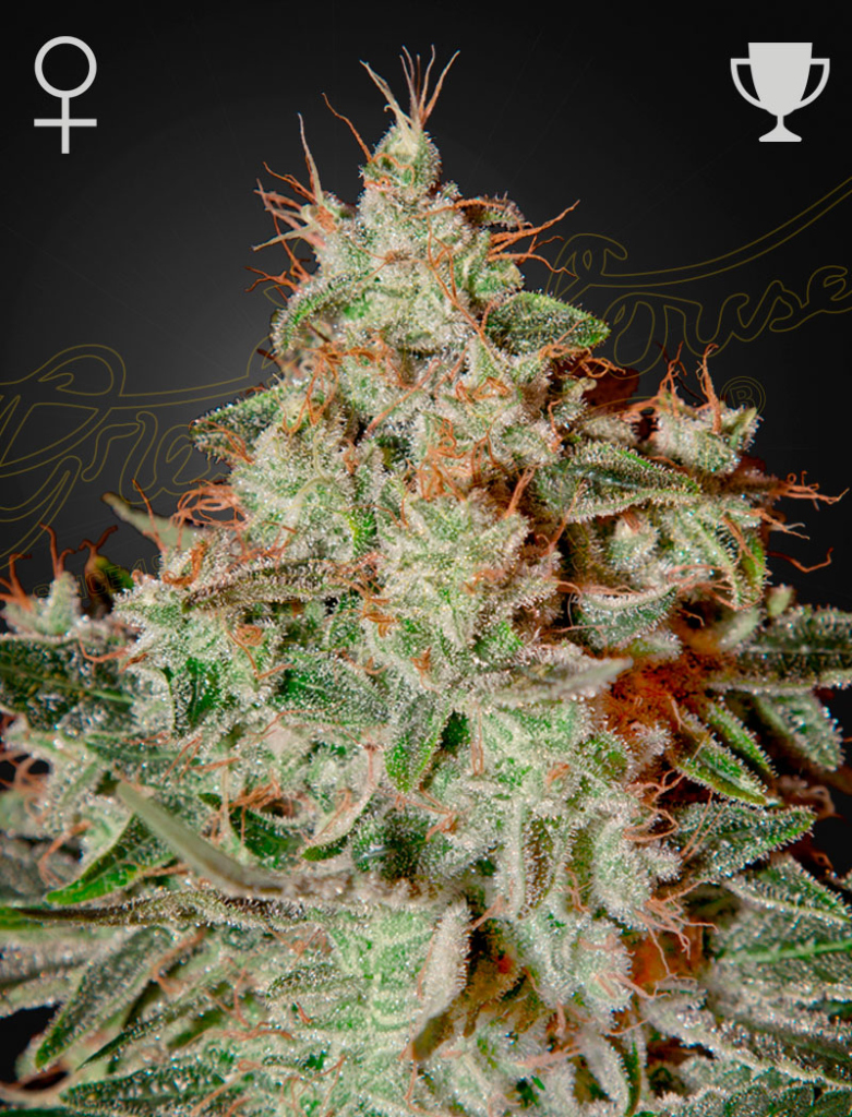 Lemon Skunk (Feminised) fem