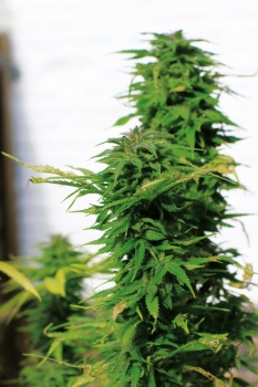 Massive Skunk fem