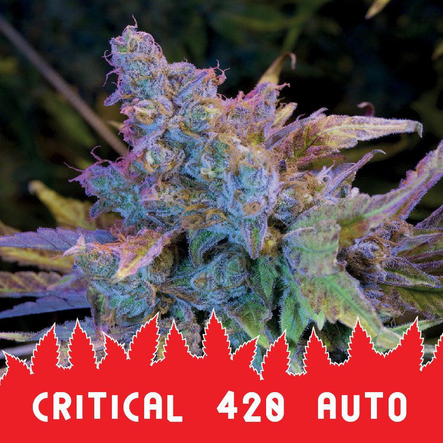 Critical 420 auto