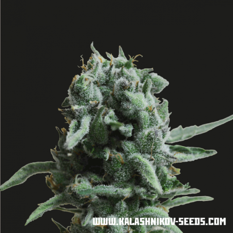 White Widow 47 fem