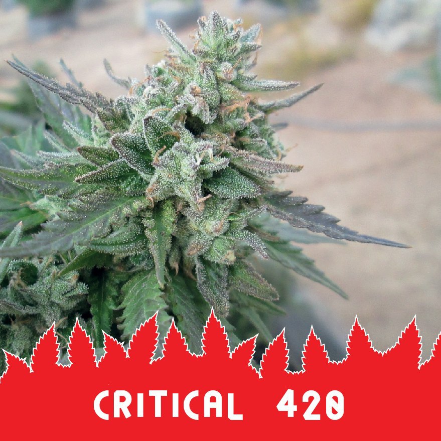 Critical 420 fem