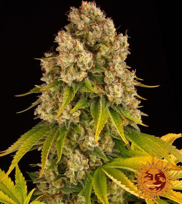 Cheese Auto autofem