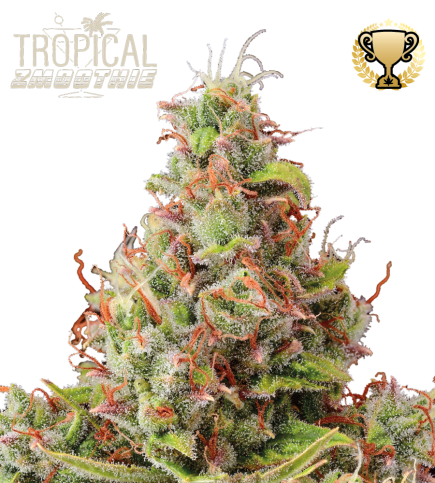 Tropical Zmoothie Auto autofem