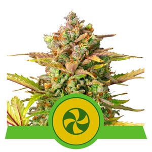 Sweet ZZ Auto autofem