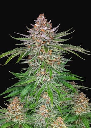 Strawberry Pie Auto autofem