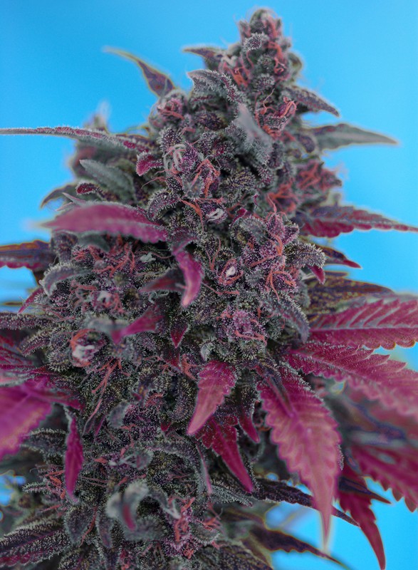 Dark Devil Auto autofem