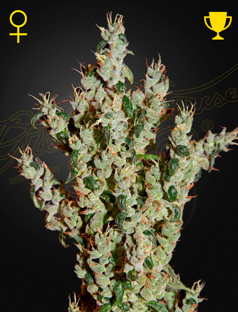 NL5 Haze Mist (Feminised) fem