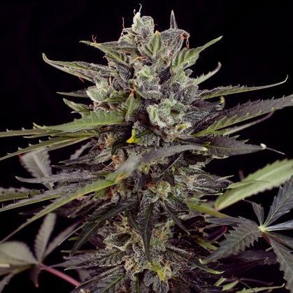Blueberry Auto autofem