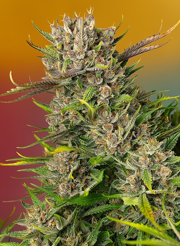 Papaya Zoap Auto autofem