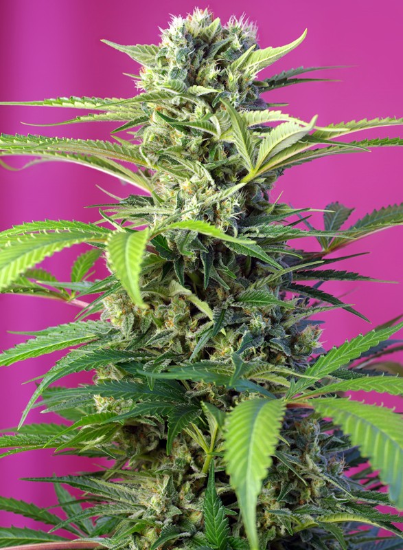 Chem Beyond Diesel® C.B.D. fem