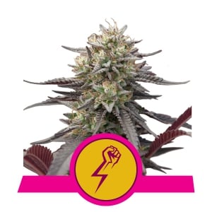 Green Crack Punch fem