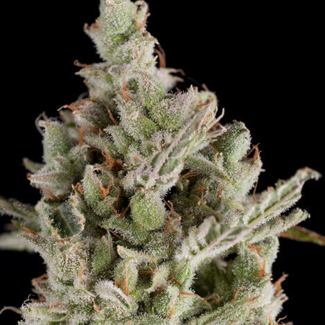 Auto Sweet Madness autofem