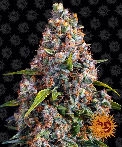 Strawberry Cheesecake Auto autofem