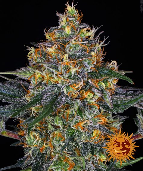 Moby Dick Auto autofem