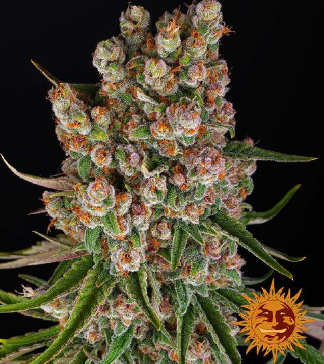 GMO Auto autofem